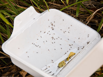 Ant feast!
