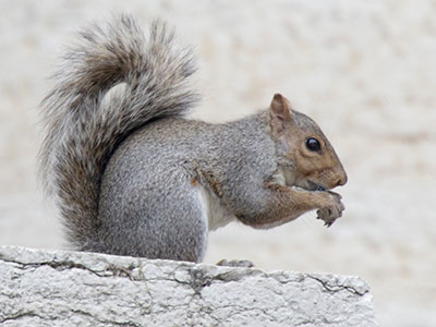 Urban wildlife.