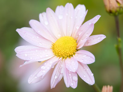 October showers bring November flowers.