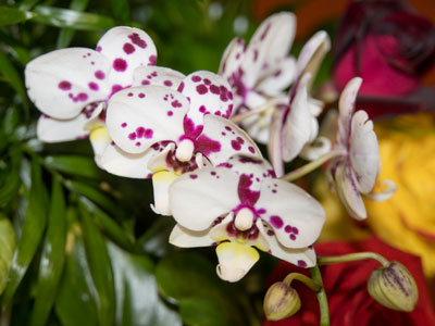 Nice people send flowers, and then I sneeze.