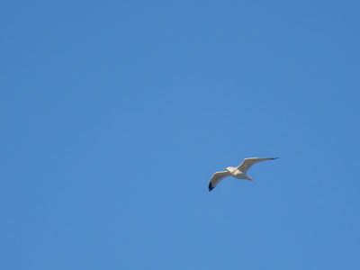 I always aspire to higher gulls.