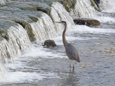 A long distance away, I kept muttering, `Turn your head.` (see June 7, 2012)