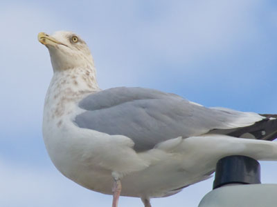 I saw lots of bird poop on the ground, so I looked up.