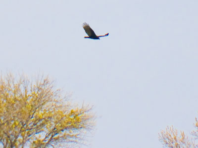 There was a pond nearby, and the killdeers were freaking out over this buzzard.