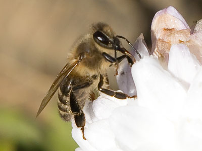 I was surprised to find flowers at the point in the season, and even more surprised to see bees on the flowers.