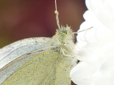 At my age, I feel a kinship with November butterflies.