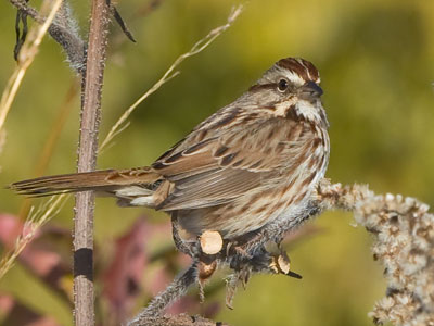 I was about a mile away, but I had the big lens today.