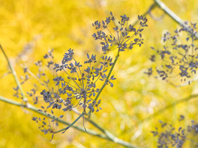 This picture violates many of the principles that I teach in my photography workshops.