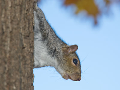 I`m nuts about squirrels.