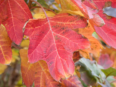 I`ll pretend that I like autumn leaves.