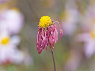 Every fair from fair sometime declines. WILLIAM SHAKESPEARE