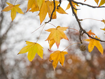 Still pretending I like autumn leaves.