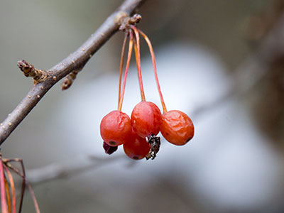 For me, this is winter photography.  Don`t expect more.