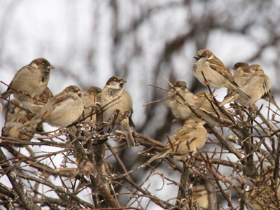 Birds of a feather freeze together.