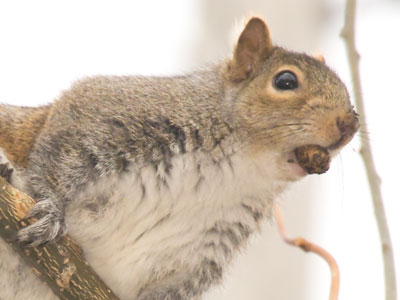 I`m nuts about squirrels.