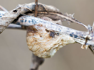 If all goes well, lots of little praying mantises will emerge from this egg pod in the spring.