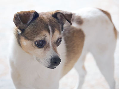 It`s cute when the dog glances away like that.