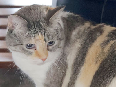 But maybe not the cat.