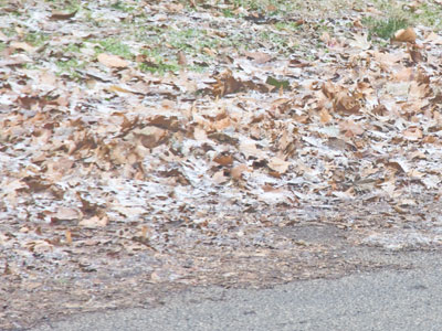 The city was supposed to pick up leaves in my neighborhood twice in recent weeks, but they never did.