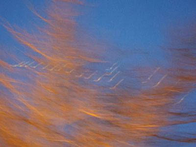 In case it isn`t obvious:  here`s a skein of geese in the night sky flying above a tree.  See?