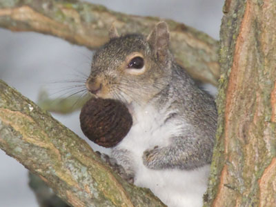 In my photography workshop this morning, a student said she wanted to take better pictures of squirrels.