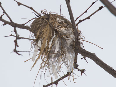 How did birds build nests before plastic was invented?