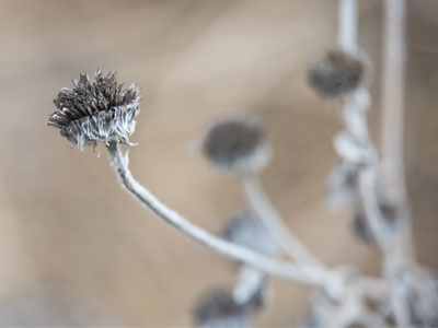 Winter teaches us lessons about mortality.