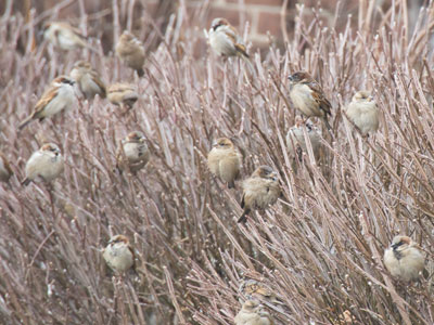 There`s a lot of downtime if you`re a bird.