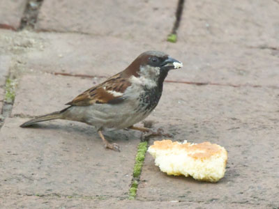 I was walking closer and closer, but this little bird couldn`t resist taking one more nibble.