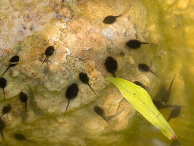 These tadpoles will absorb their own tails to meet their need for energy as their bodies develop into frogs.