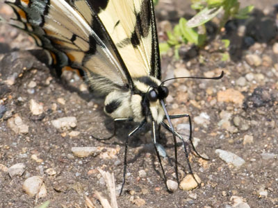 This tiger swallowtail was brand new and perfect.