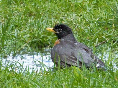 A puddle is as good as a birdbath.