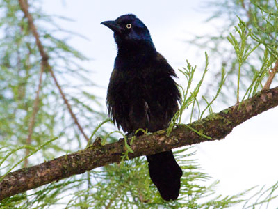 The rain was over, but the tree dripped on me as grackles quarreled overhead.