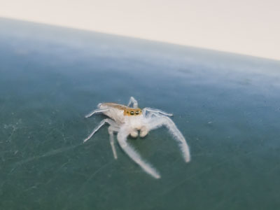 If we were the same size, this encounter would`ve turned out differently.