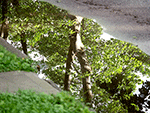See larger image