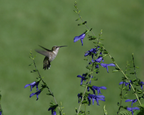 Bird at Wegerzyn Garden
