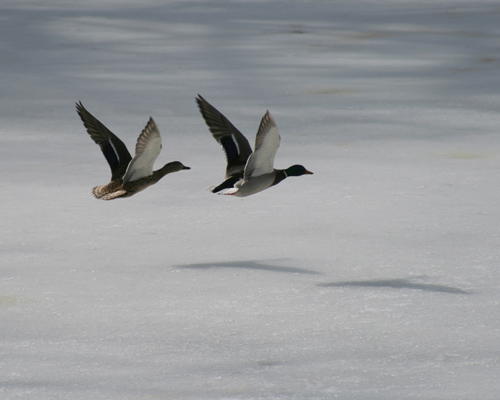 Ducks at Woodland Cemetery